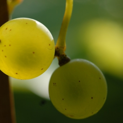 Silvaner ANT 1314